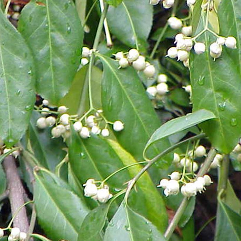 Spindelstrauch Radicans - Euonymus fortunei (Flowering)