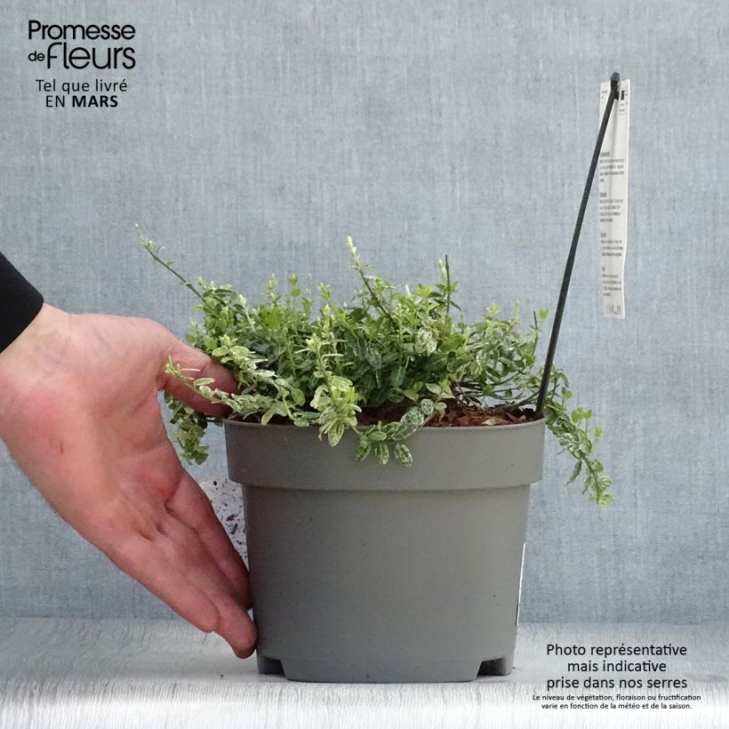 Example of Spindelstrauch Silverstone - Euonymus fortunei Topf mit 2L/3L as you get in printemps