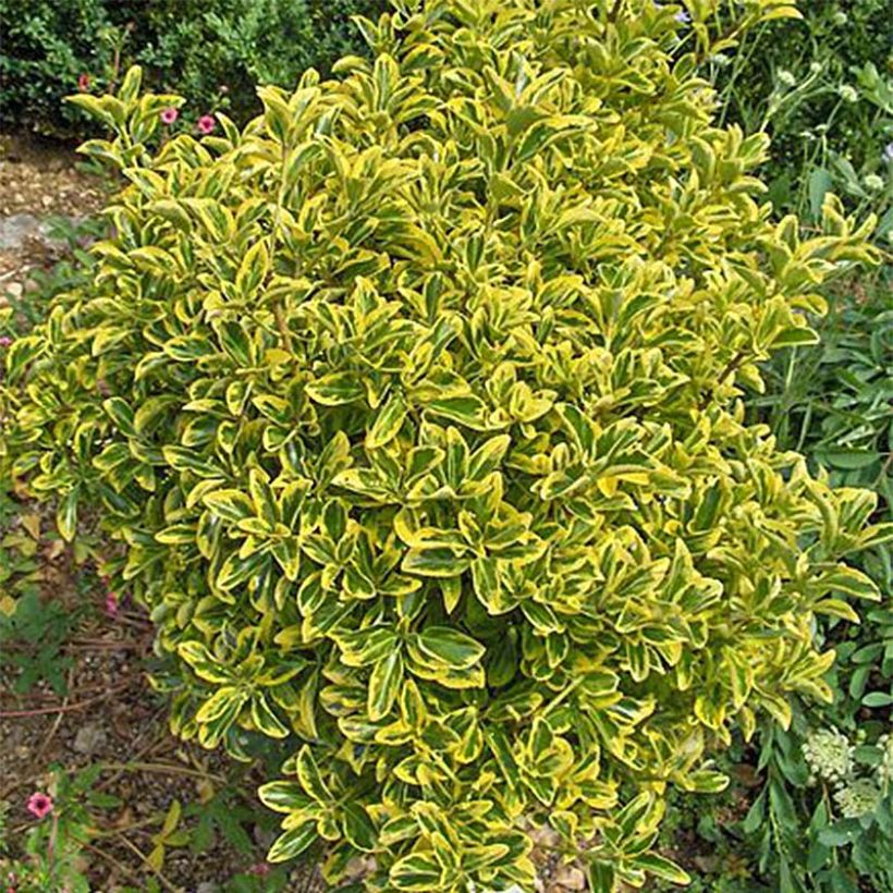 Japanischer Spindelstrauch Aureomarginatus - Euonymus japonicus (Wuchs)