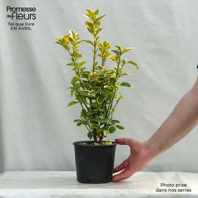 Exemplar von Japanischer Spindelstrauch Aureomarginatus - Euonymus japonicus Topf mit 2L/3L wie im Frühjahr geliefert