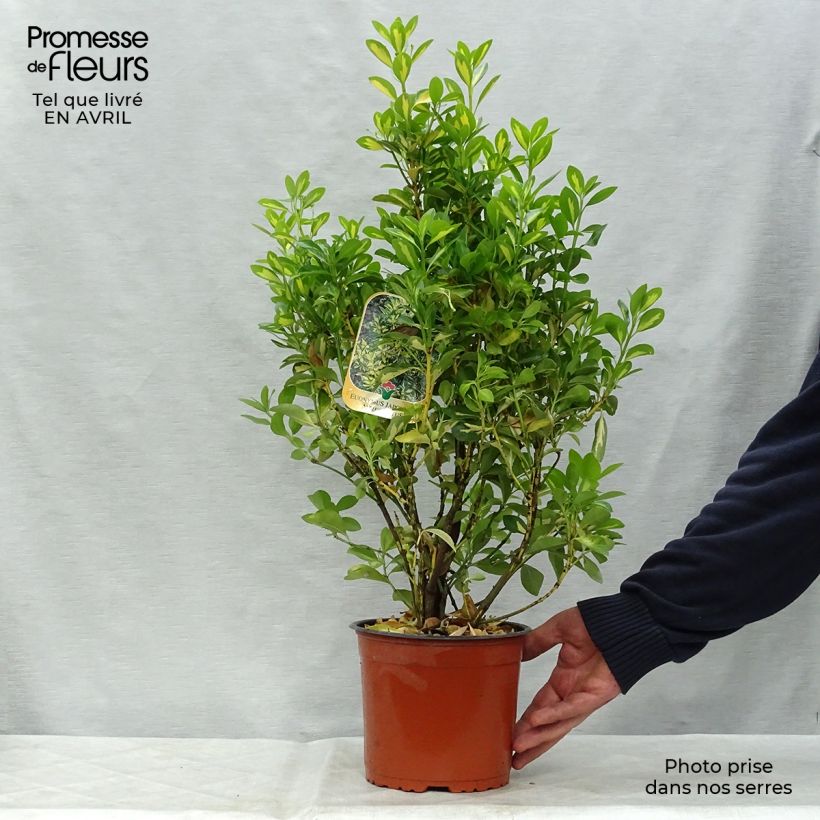 Example of Japanischer Spindelstrauch Aureus - Euonymus japonicus Topf mit 2L/3L as you get in printemps