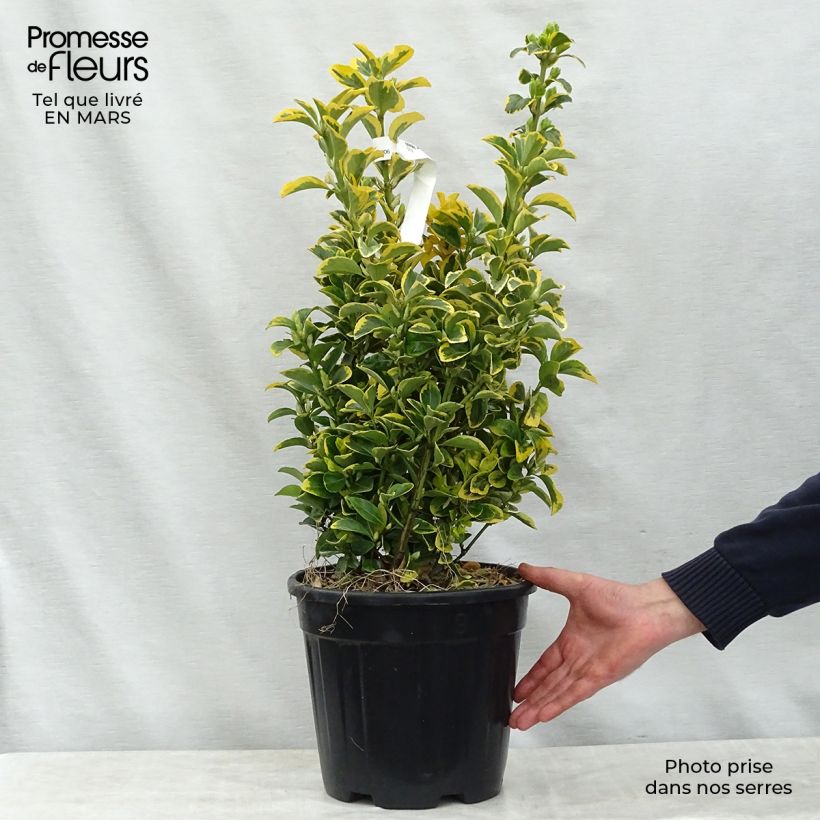Example of Japanischer Spindelstrauch Aureus - Euonymus japonicus Topf mit 7,5L/10L as you get in printemps