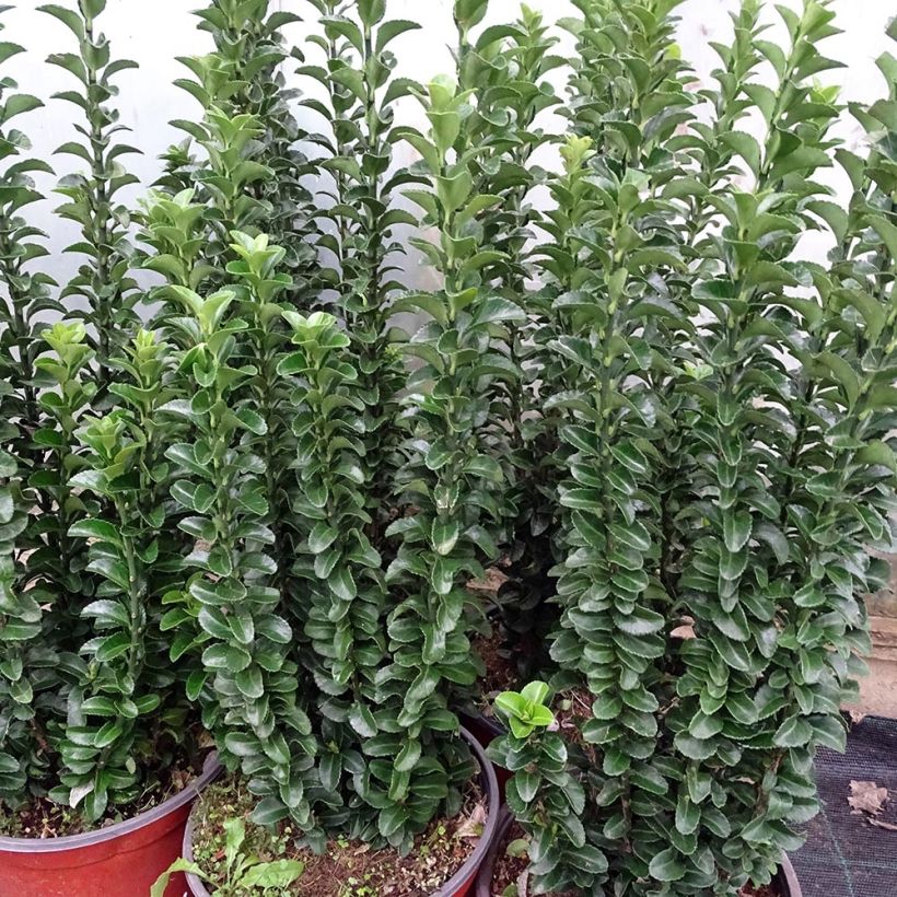 Japanischer Spindelstrauch Benkomasaki - Euonymus japonicus (Wuchs)