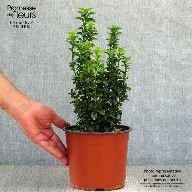 Exemplar von Japanischer Spindelstrauch Benkomasaki - Euonymus japonicus Topf mit 2L/3L wie im Sommer geliefert