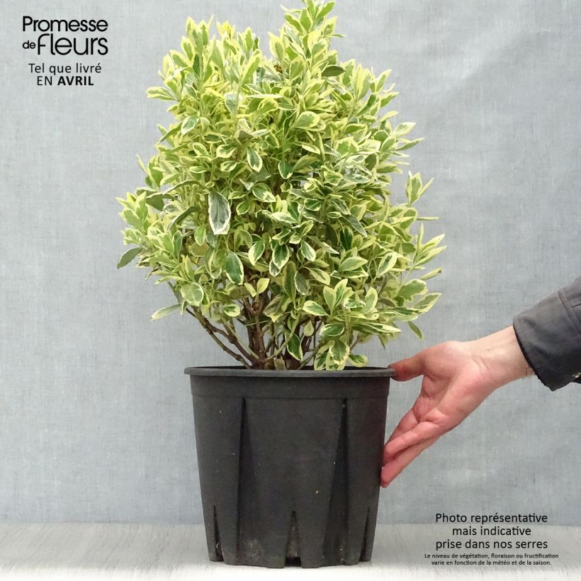 Example of Japanischer Spindelstrauch Bravo - Euonymus japonicus Topf mit 7,5L/10L as you get in printemps