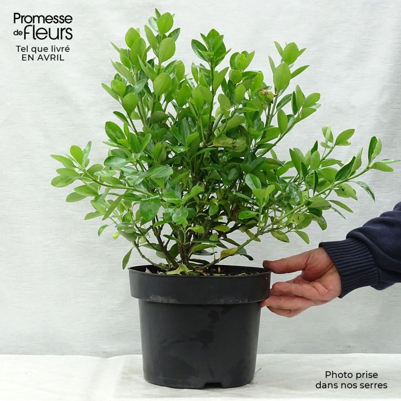 Exemplar von Japanischer Spindelstrauch - Euonymus japonicus Topf mit 2L/3L wie im Frühjahr geliefert