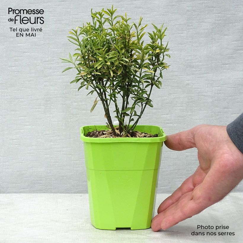 Example of Japanischer Spindelstrauch Happiness - Euonymus japonicus Topf mit 1L/1,5L as you get in printemps