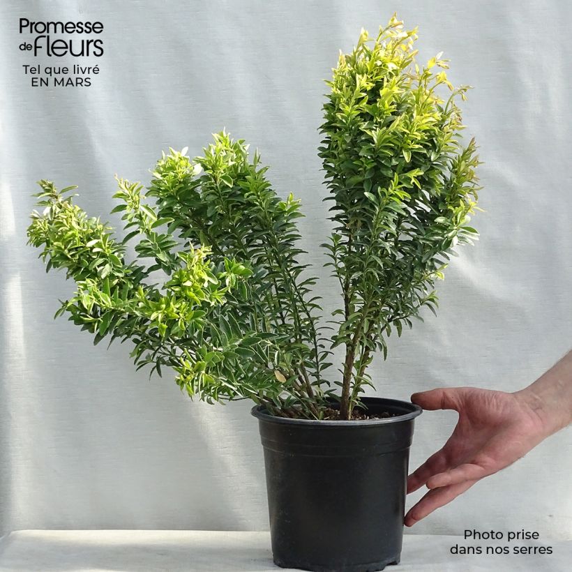 Example of Japanischer Spindelstrauch Happiness - Euonymus japonicus Topf mit 4L/5L as you get in printemps