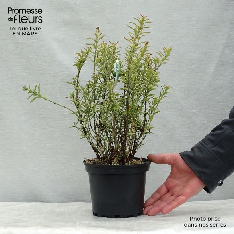 Exemplar von Japanischer Spindelstrauch Microphyllus Albovariegatus - Euonymus japonicus Topf mit 2L/3L wie im Frühjahr geliefert