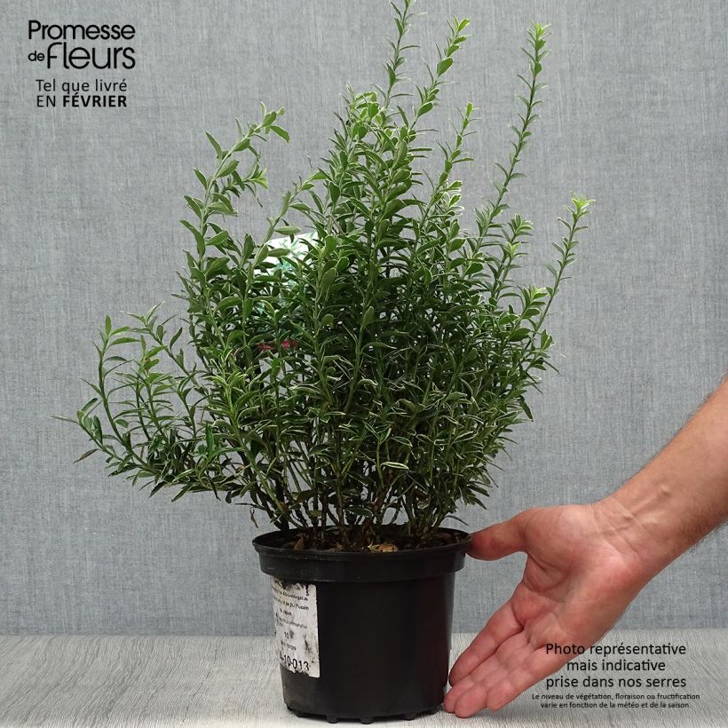 Exemplar von Japanischer Spindelstrauch Microphyllus Albovariegatus - Euonymus japonicus Topf mit 2L/3L wie im Herbst geliefert