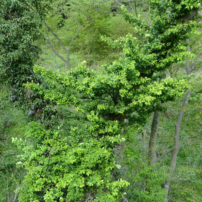 Japanischer Spindelstrauch Microphyllus - Euonymus japonicus (Wuchs)