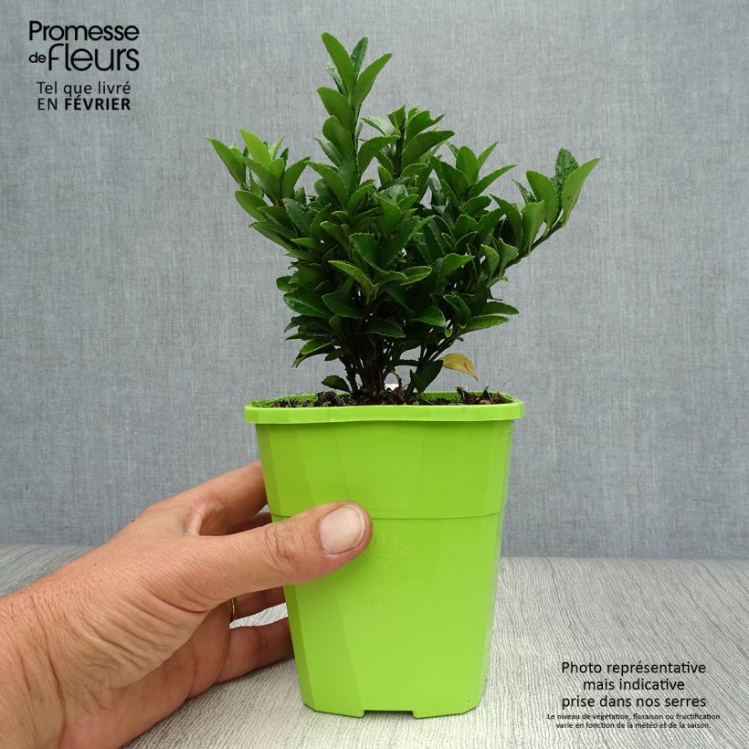Exemplar von Japanischer Spindelstrauch Paloma Blanca - Euonymus japonicus Topf mit 1,5L/2L wie im Herbst geliefert