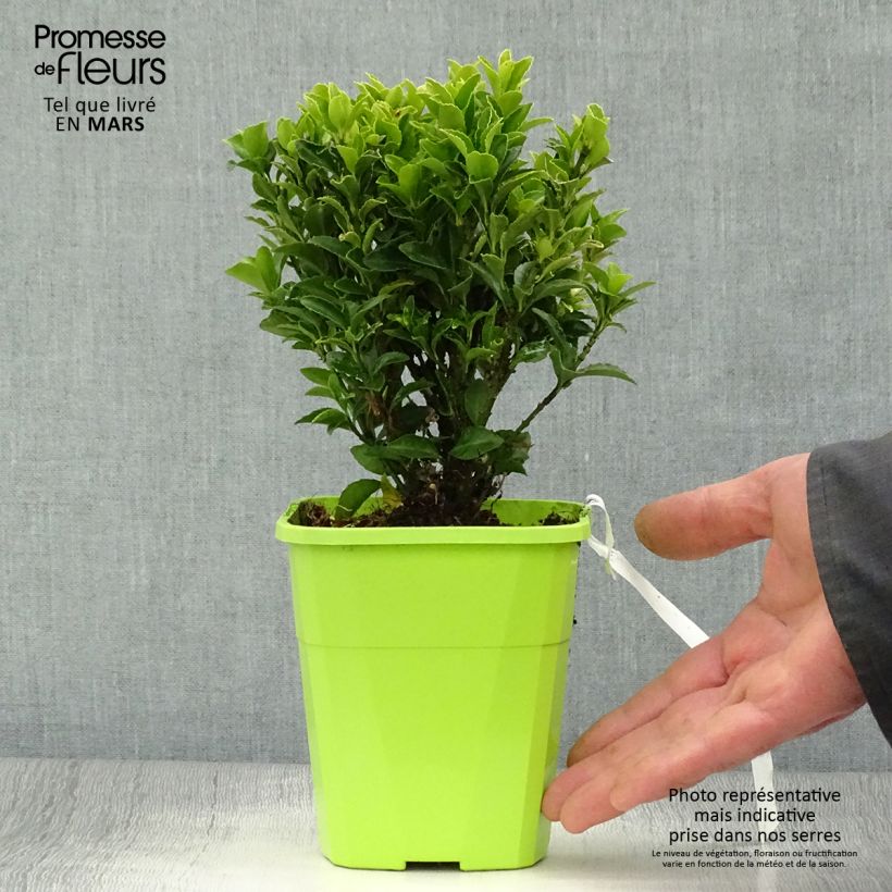 Example of Japanischer Spindelstrauch Paloma Blanca - Euonymus japonicus Topf mit 1,5L/2L as you get in printemps