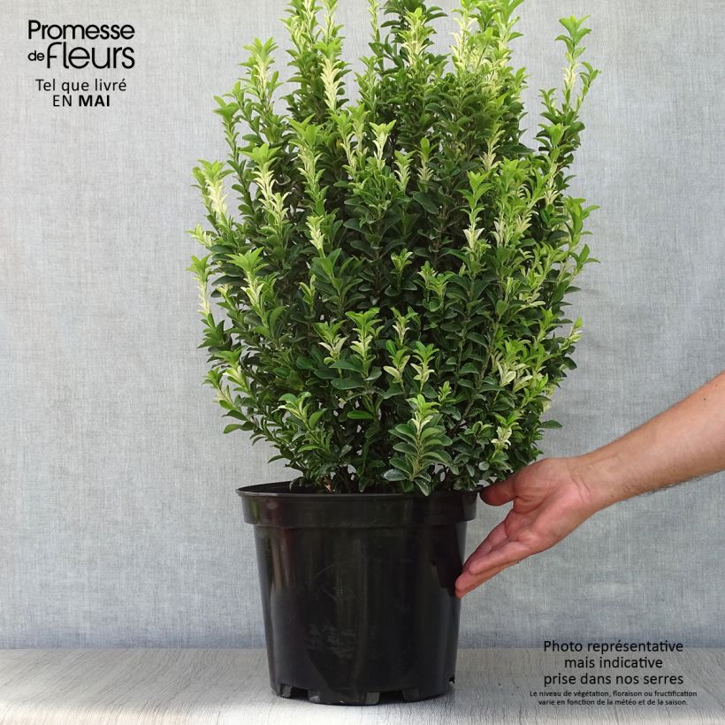 Example of Japanischer Spindelstrauch Paloma Blanca - Euonymus japonicus Topf mit 7,5L/10L as you get in printemps