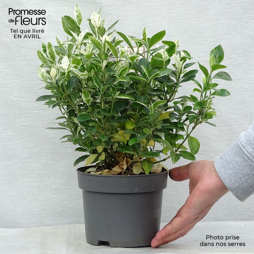 Example of Japanischer Spindelstrauch Pierrolino - Euonymus japonicus Topf mit 1,5L/2L as you get in printemps