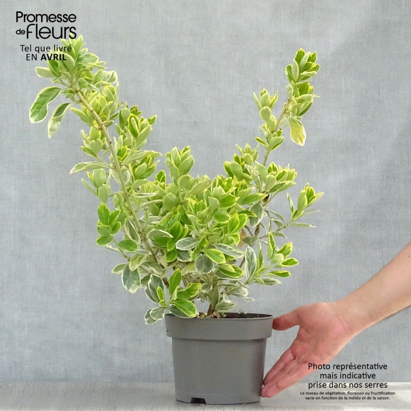 Example of Japanischer Spindelstrauch Président Gauthier - Euonymus japonicus Topf mit 2L/3L as you get in printemps