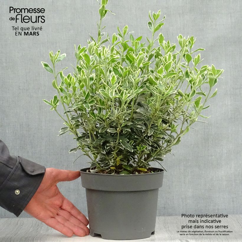 Example of Japanischer Spindelstrauch Suzanne - Euonymus japonicus Topf mit 2L/3L as you get in printemps