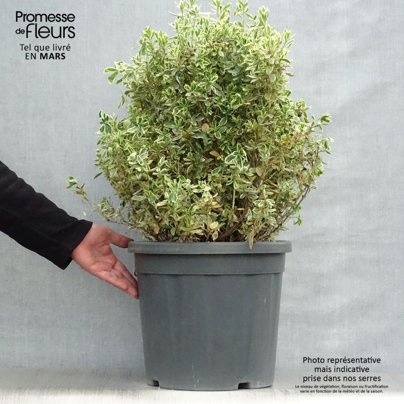 Example of Japanischer Spindelstrauch Suzanne - Euonymus japonicus Topf mit 7,5L/10L as you get in printemps