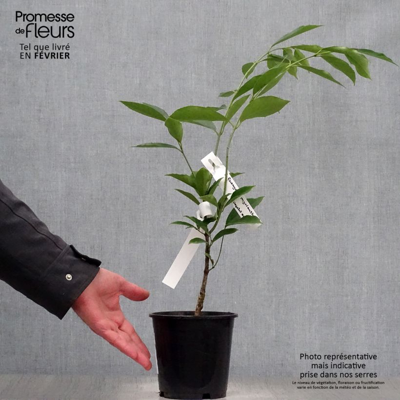 Example of Euonymus myrianthus - Pfaffenhütchen Topf mit 2L/3L as you get in hiver