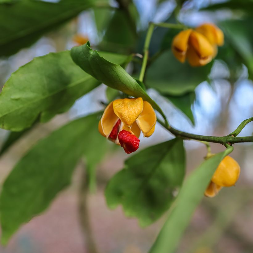 Euonymus myrianthus - Pfaffenhütchen (Harvest)