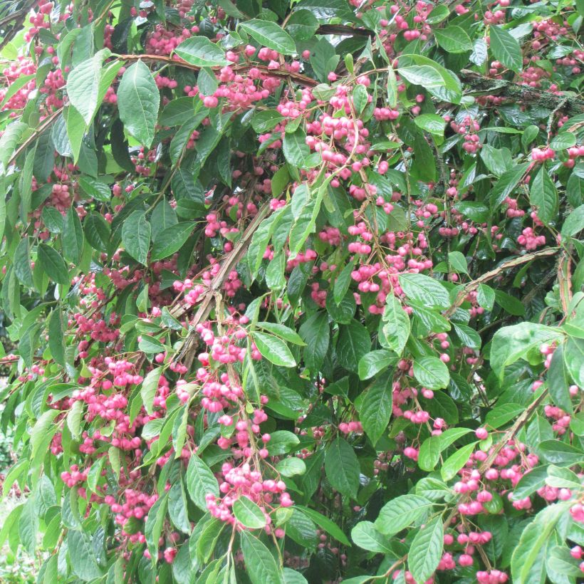 Euonymus phellomanus - Pfaffenhütchen (Wuchs)