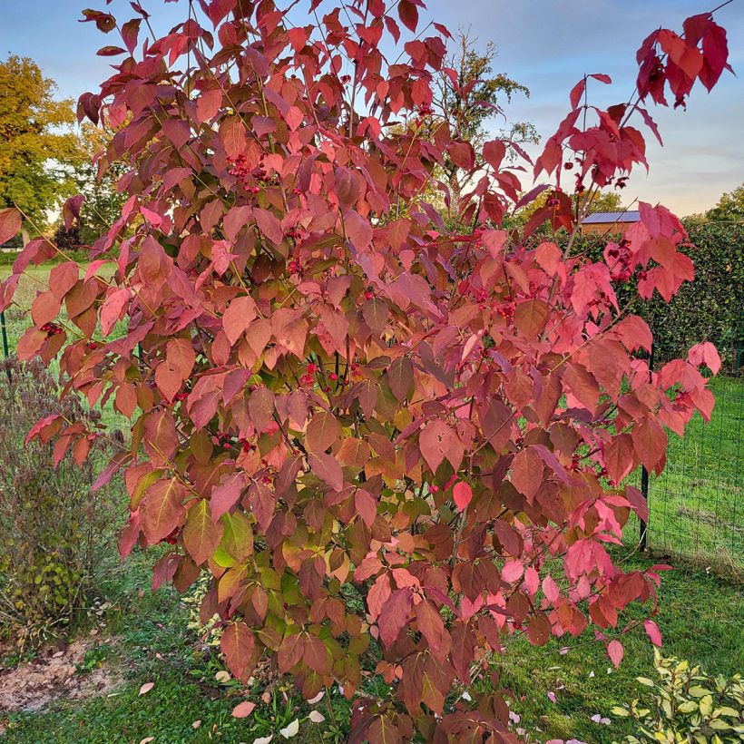 Euonymus planipes - Pfaffenhütchen (Wuchs)