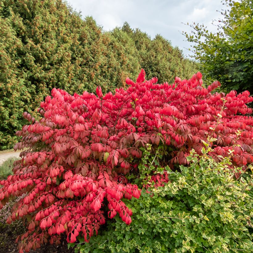 Euonymus alatus Blade Runner - Pfaffenhütchen (Wuchs)