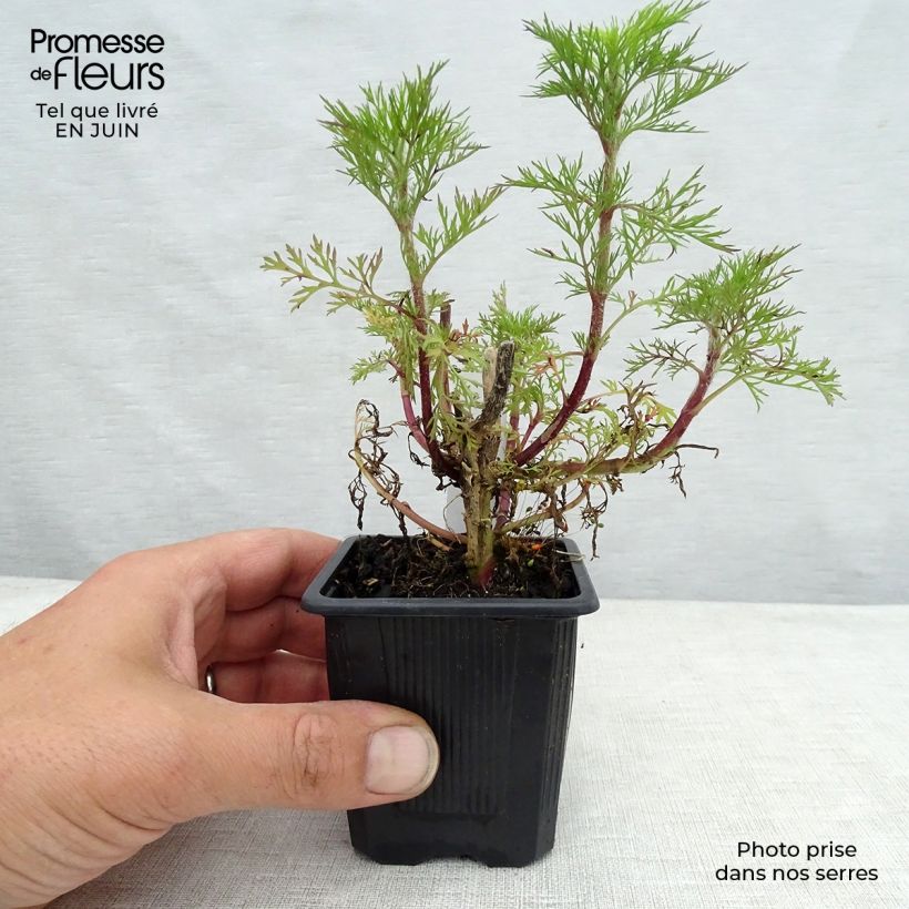 Exemplar von Garten-Dost Elegant Plume - Eupatorium capillifolium Kleine Töpfe von 8/9 cm wie im Sommer geliefert