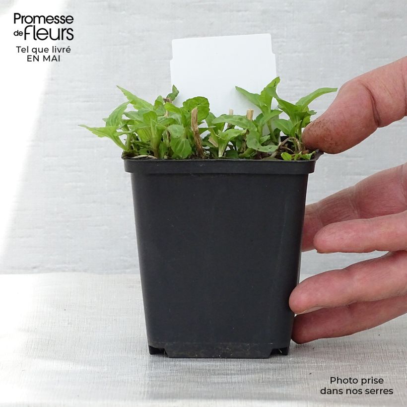 Example of Blauer Wasserdost - Eupatorium coelestinum Kleine Töpfe von 8/9 cm as you get in printemps