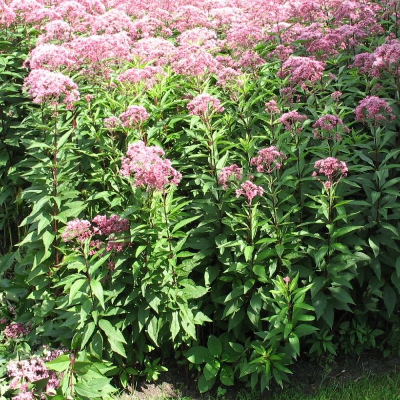 Wasserdost Atropurpureum - Eupatorium fistulosum (Wuchs)