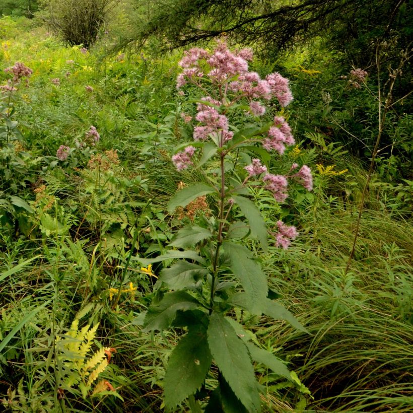 Gefleckter Wasserdost - Eupatorium maculatum (Wuchs)