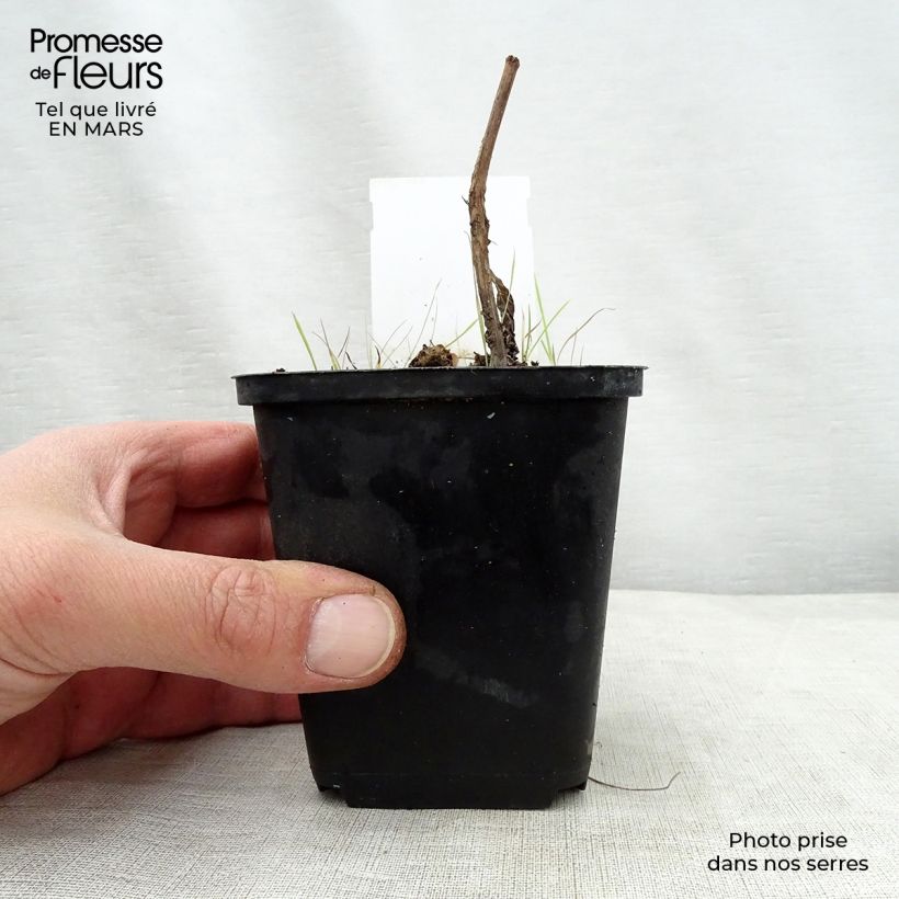 Exemplar von Gefleckter Wasserdost Purple Bush - Eupatorium maculatum Kleine Töpfe von 8/9 cm wie im Frühjahr geliefert