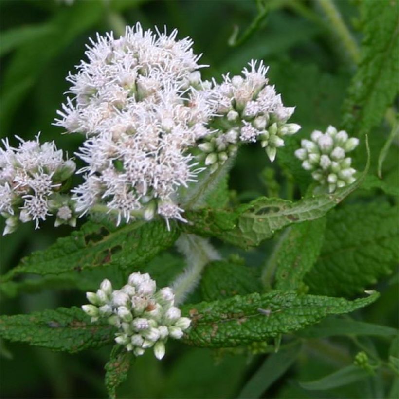 Durchwachsener Wasserdost - Eupatorium perfoliatum (Flowering)