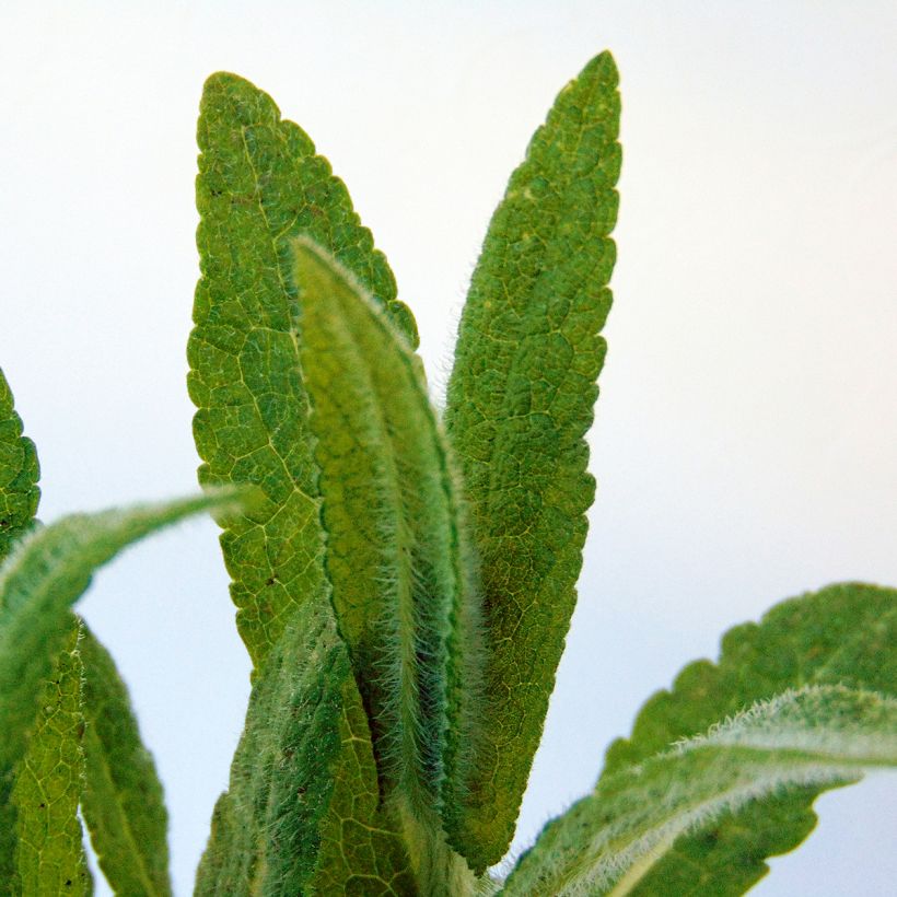 Durchwachsener Wasserdost - Eupatorium perfoliatum (Foliage)