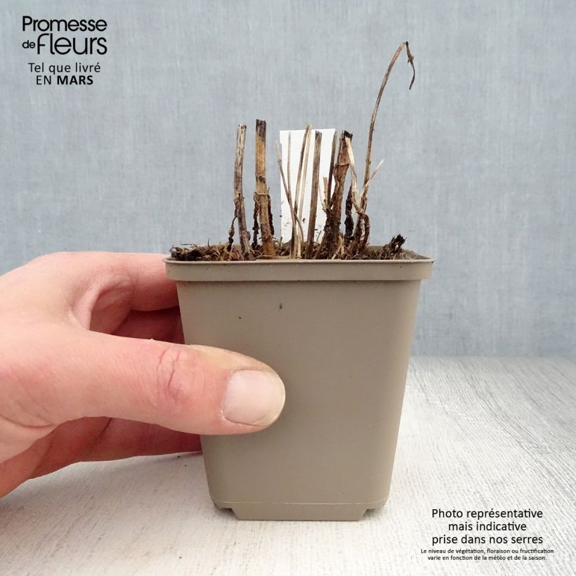 Example of Durchwachsener Wasserdost - Eupatorium perfoliatum Kleine Töpfe von 8/9 cm as you get in printemps