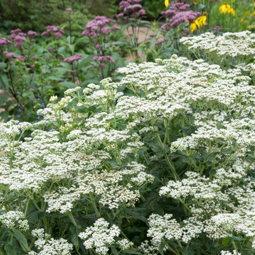 Durchwachsener Wasserdost - Eupatorium perfoliatum (Plant habit)