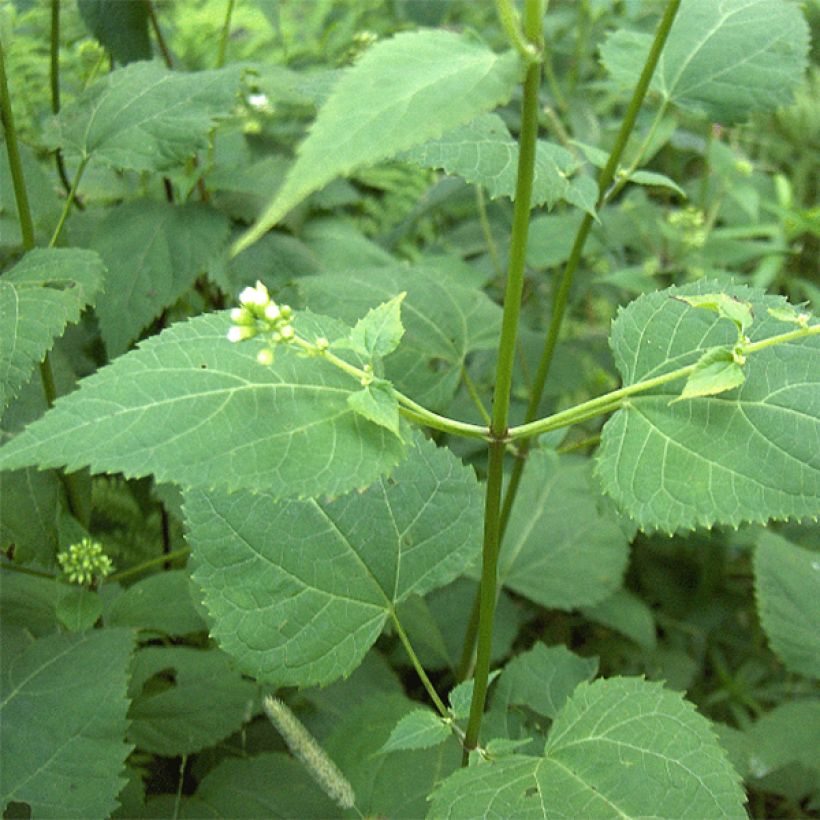 Weißer Wasserdost - Eupatorium rugosum (Foliage)