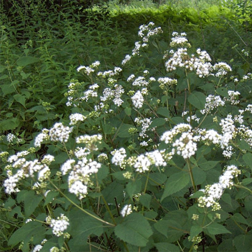 Weißer Wasserdost - Eupatorium rugosum (Flowering)