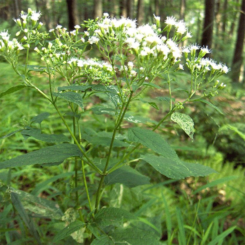 Weißer Wasserdost - Eupatorium rugosum (Plant habit)