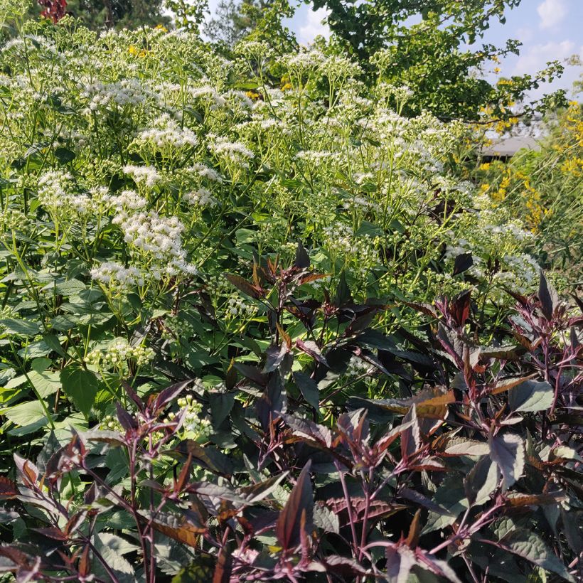 Wasserdost Chocolate - Eupatorium altissima (Wuchs)
