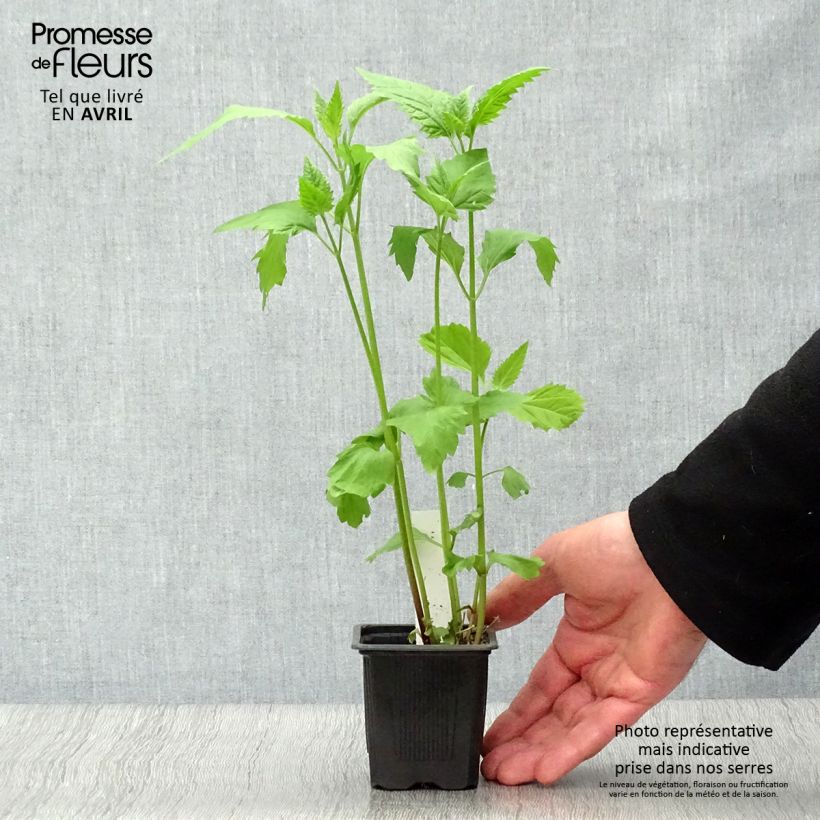 Example of Weißer Wasserdost - Eupatorium rugosum Kleine Töpfe von 8/9 cm as you get in printemps