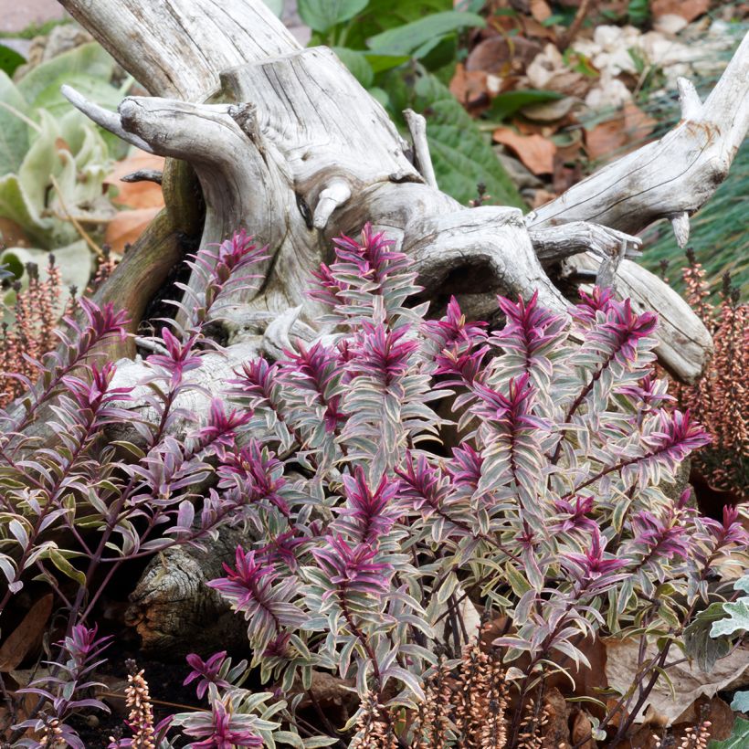 Euphorbia martinii Ascot Rainbow - Busch-Wolfsmilch (Wuchs)