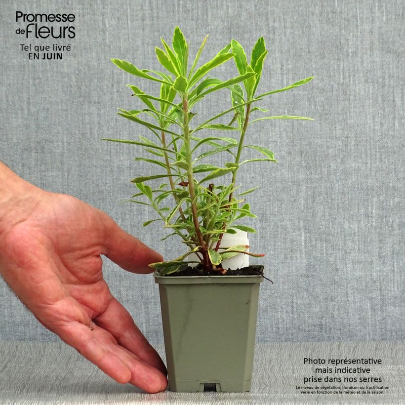Exemplar von Euphorbia martinii Ascot Rainbow - Busch-Wolfsmilch Kleine Töpfe von 8/9 cm wie im Sommer geliefert
