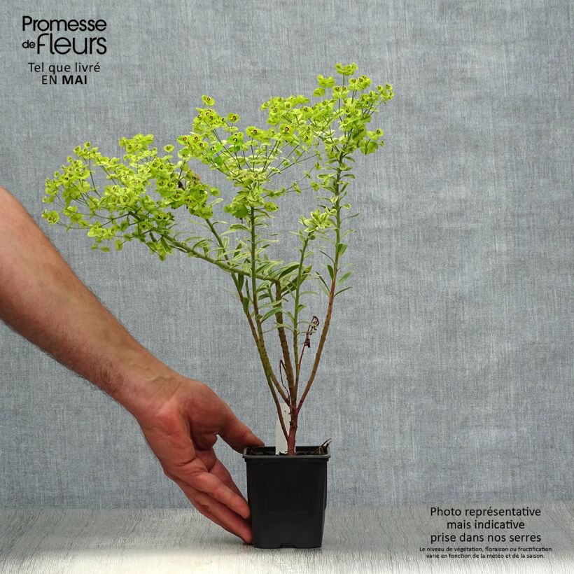 Exemplar von Euphorbia martinii Ascot Rainbow - Busch-Wolfsmilch Kleine Töpfe von 8/9 cm wie im Frühjahr geliefert