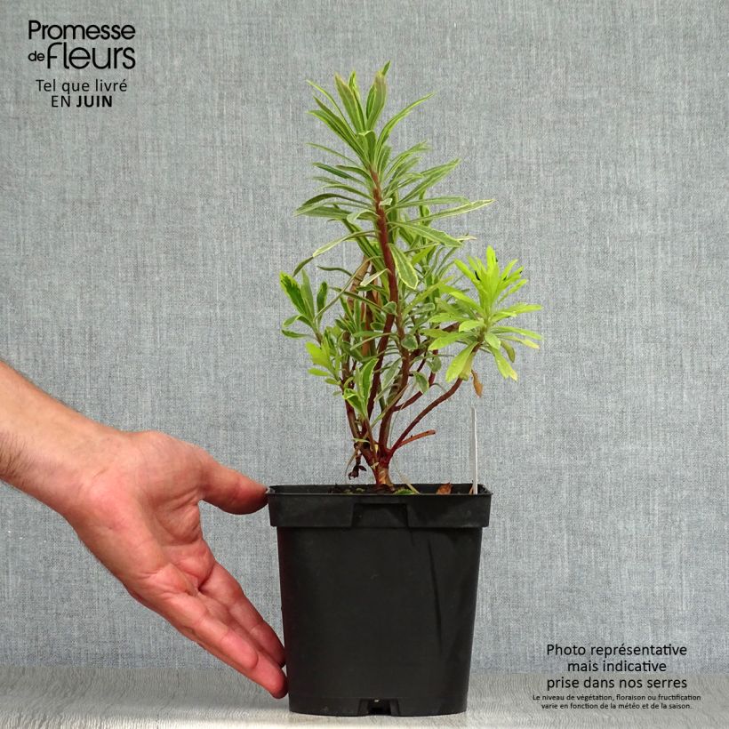 Exemplar von Euphorbia martinii Ascot Rainbow - Busch-Wolfsmilch Topf mit 1,5L/2L wie im Sommer geliefert