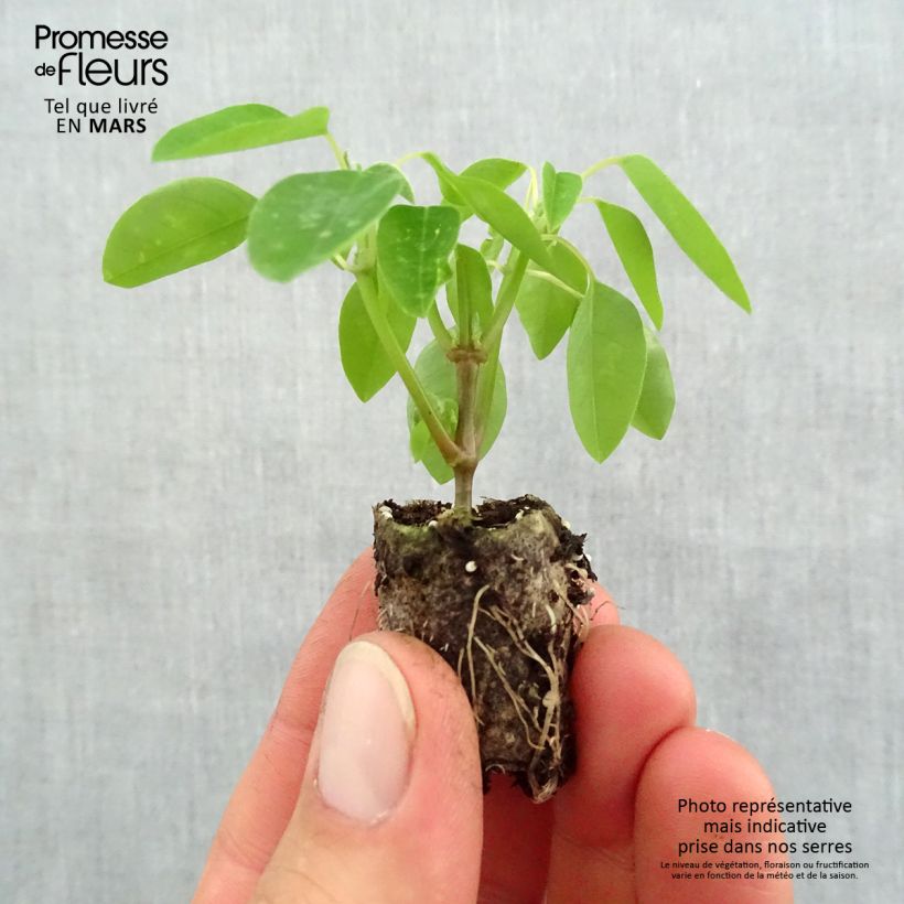 Example of Euphorbia hypericifolia Diamond Frost - Wolfsmilch Mini-Plug Ø 1,5/2,5 cm as you get in printemps