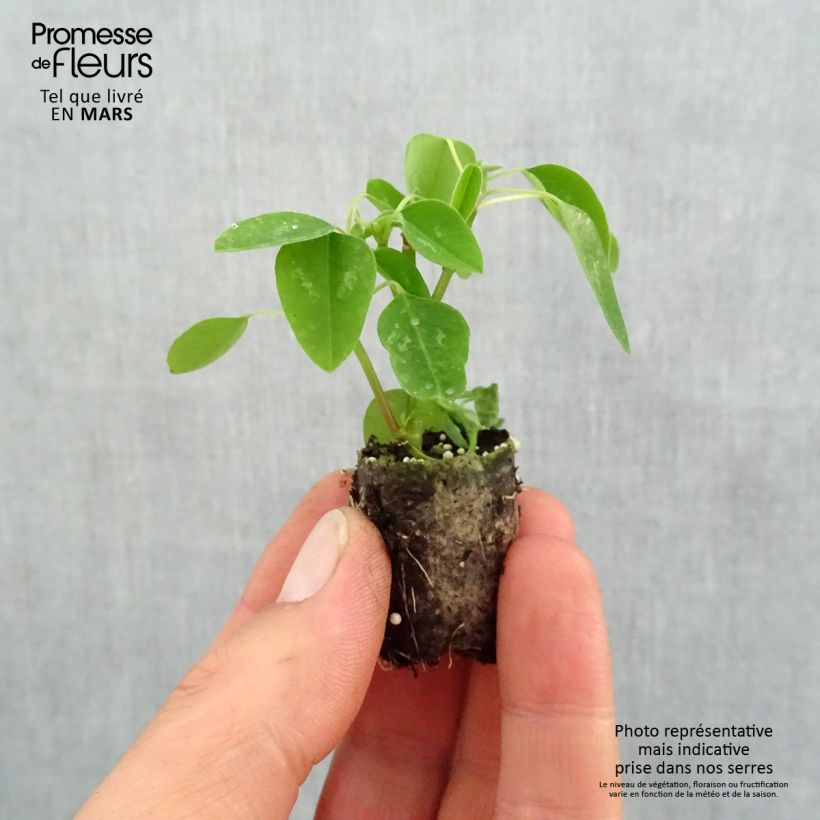 Exemplar von Euphorbia hypericifolia Diamond Snow - Wolfsmilch Mini-Plug Ø 1,5/2,5 cm wie im Frühjahr geliefert