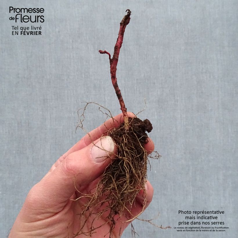 Example of Euphorbia amygdaloïdes Frosted Flame - Mandelblättrige Wolfsmilch Wurzelnackt as you get in hiver