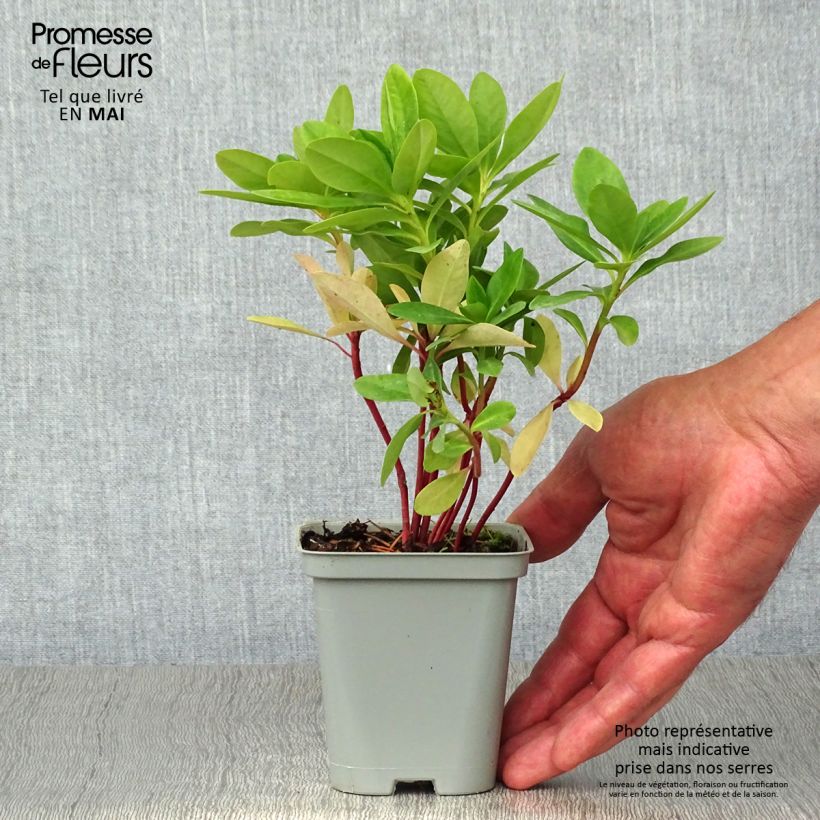 Exemplar von Euphorbia amygdaloïdes var. robbiae - Mandelblättrige Wolfsmilch Kleine Töpfe von 8/9 cm wie im Frühjahr geliefert