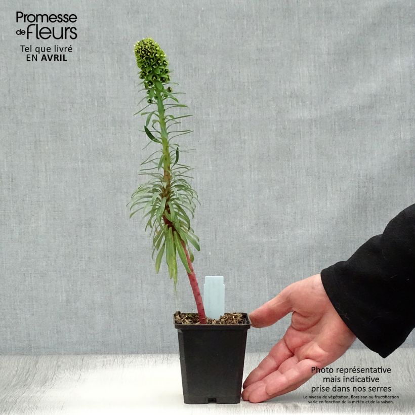 Example of Euphorbia characias Black Pearl - Palisaden-Wolfsmilch Kleine Töpfe von 8/9 cm as you get in printemps